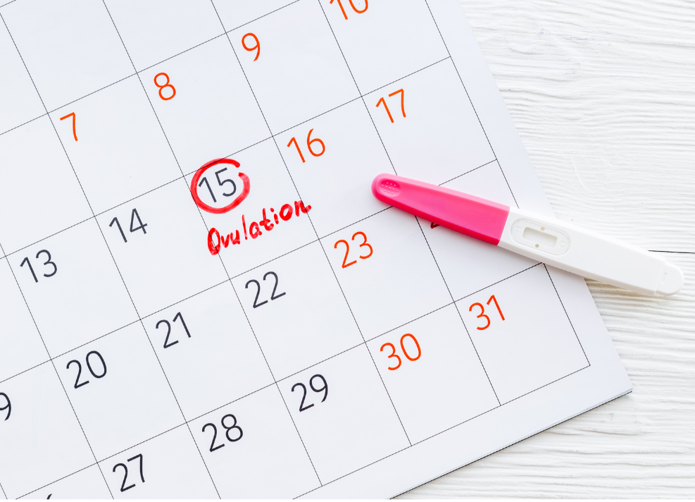 Knowing when you are going to ovulate is key for fertility Ovulation is the most important time in the menstrual cycle if you are trying to get pregnant